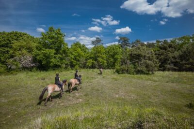 Fontainebleau : Horse-riding, Gastronomy & Château - From your hotel at 9 a.m. to the first ride: the day’s timing