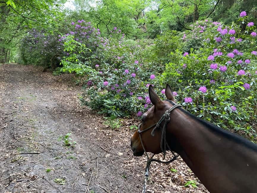 Paris: Aumont-en-Halatte Horseback Riding Tour - Entering the Green-Gate World of La Horse Club