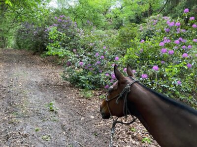Paris: Aumont-en-Halatte Horseback Riding Tour - The 2-Hour Schedule: What Happens in Chantilly (and Why It Works)