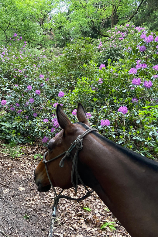 Paris: Aumont-en-Halatte Horseback Riding Tour - What to Bring (and What Not to Stress About)