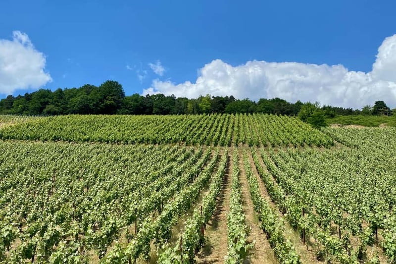Paris: Ruinart and Veuve Clicquot Champagne Tour by Mercedes - Should You Book This Paris-to-Reims Champagne Tour?