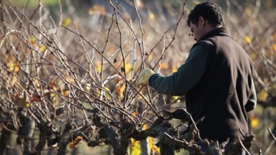 Paris: Two Reims Champagne Vineyards with Tastings and Lunch - Price and What You Actually Get for $712