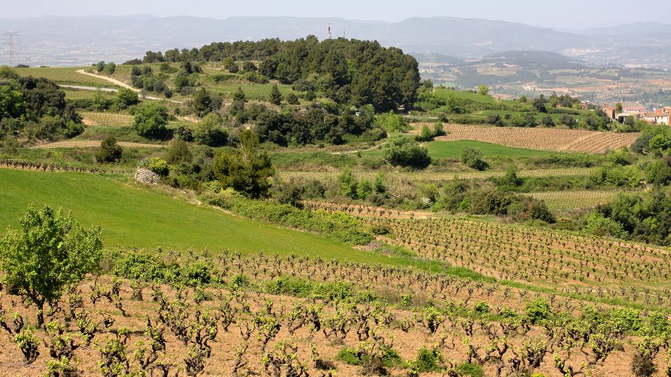 Paris: Two Reims Champagne Vineyards with Tastings and Lunch - The Steep Cellar Reality: 130 Steps Without an Elevator